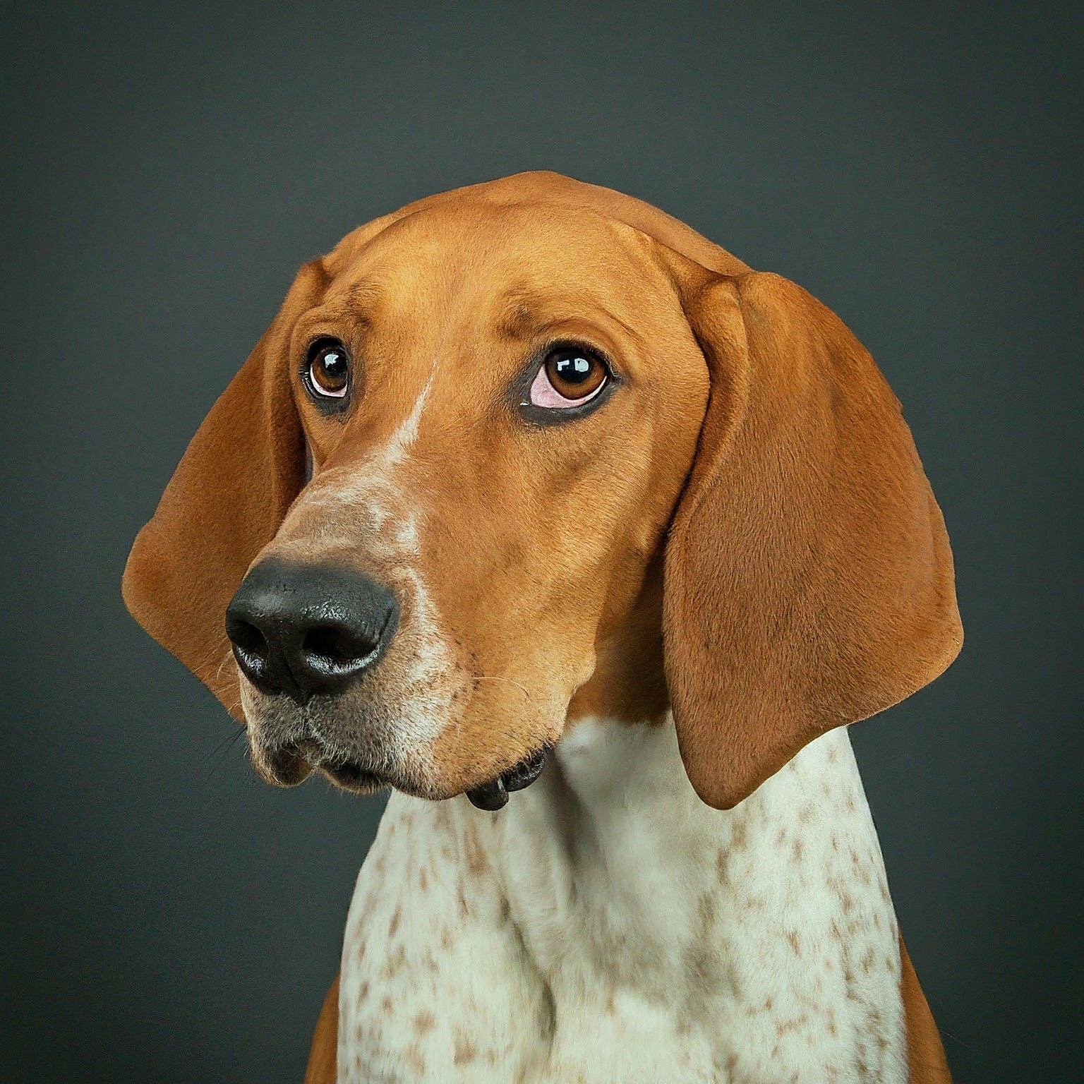 BUDDYUNO, Treeing Walker Coonhound