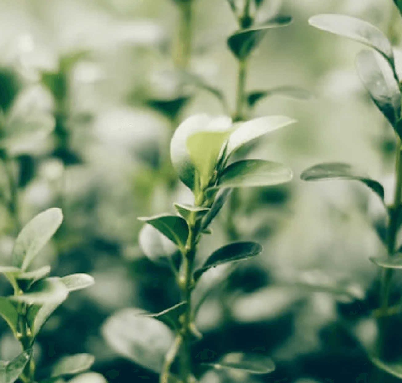 Biały kwiat na tle roślinek