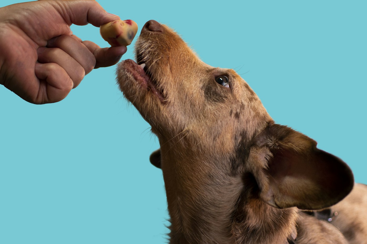 Chien brun recevant une friandise tenue dans une main