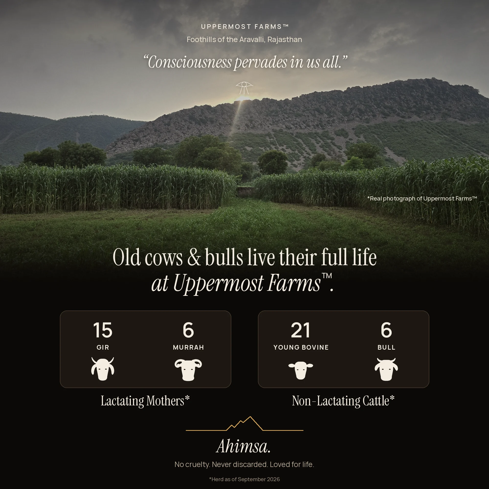 Uppermost Farms at dawn in the foothills of the Aravalli, Rajasthan, with herd stats