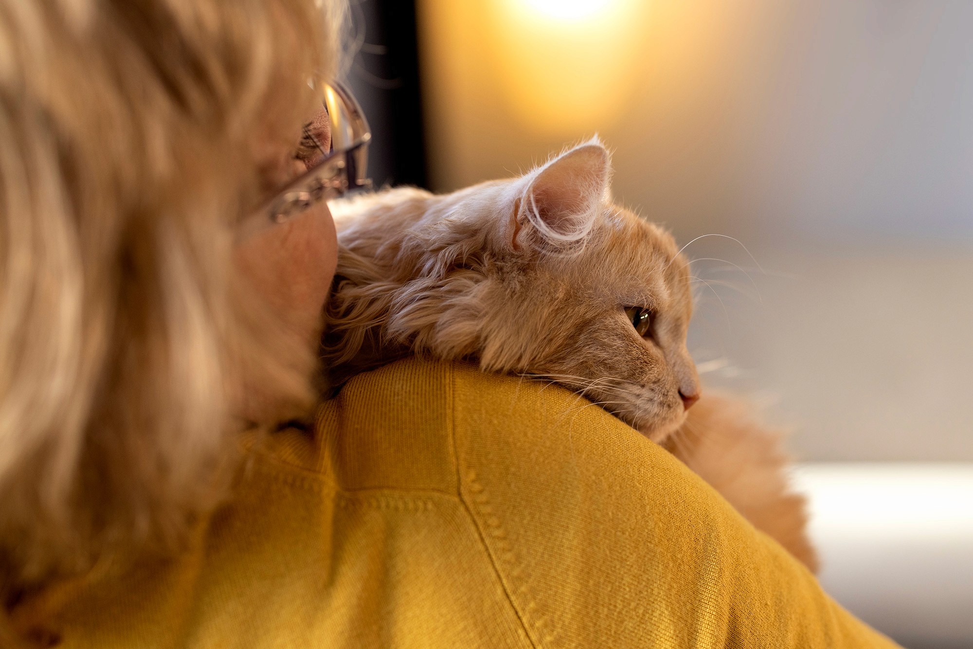 Fluffy orange cat resting peacefully on an elderly person's shoulder, with warm lighting in the background