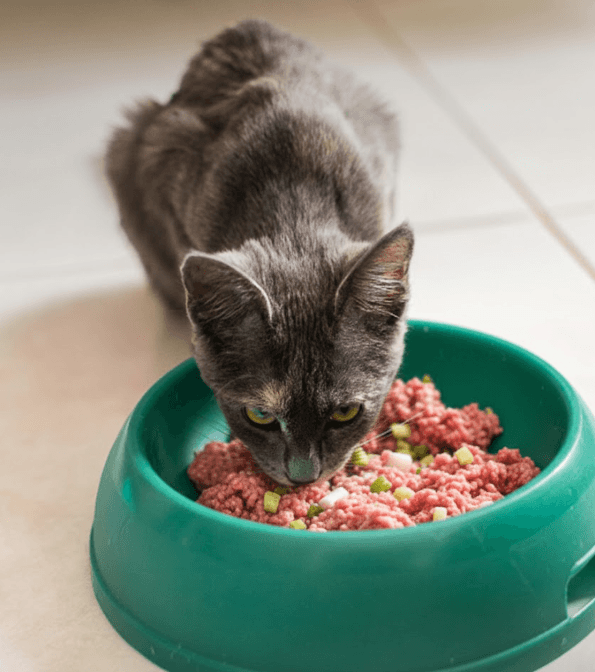 Cat eating wet cat food from a bowl