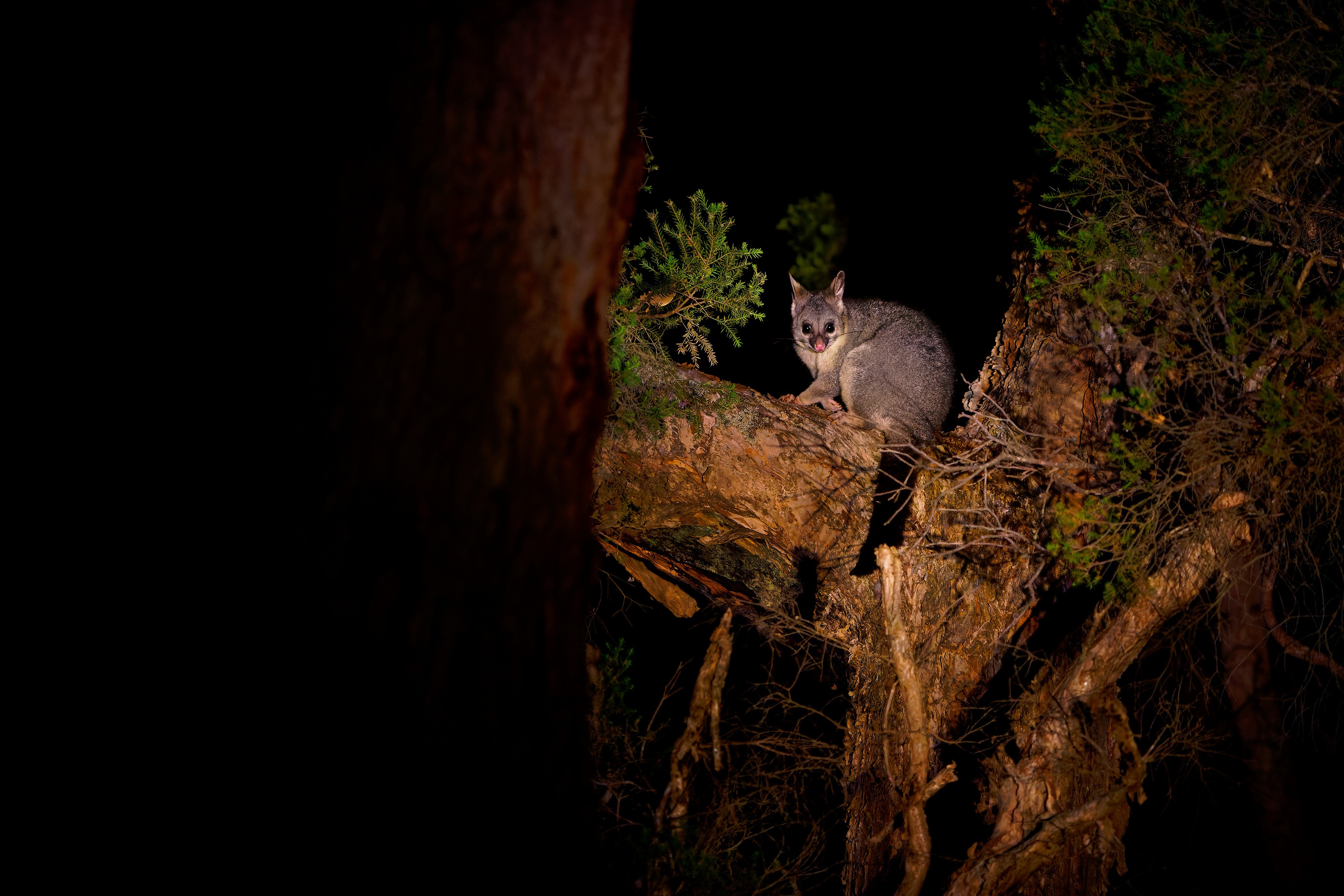 Common Brush-tailed Possum on tree trunk in forest