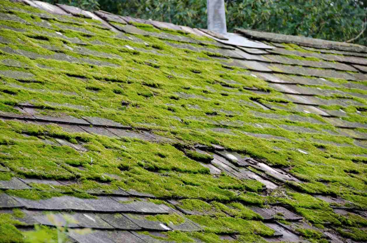 how to remove moss from roof