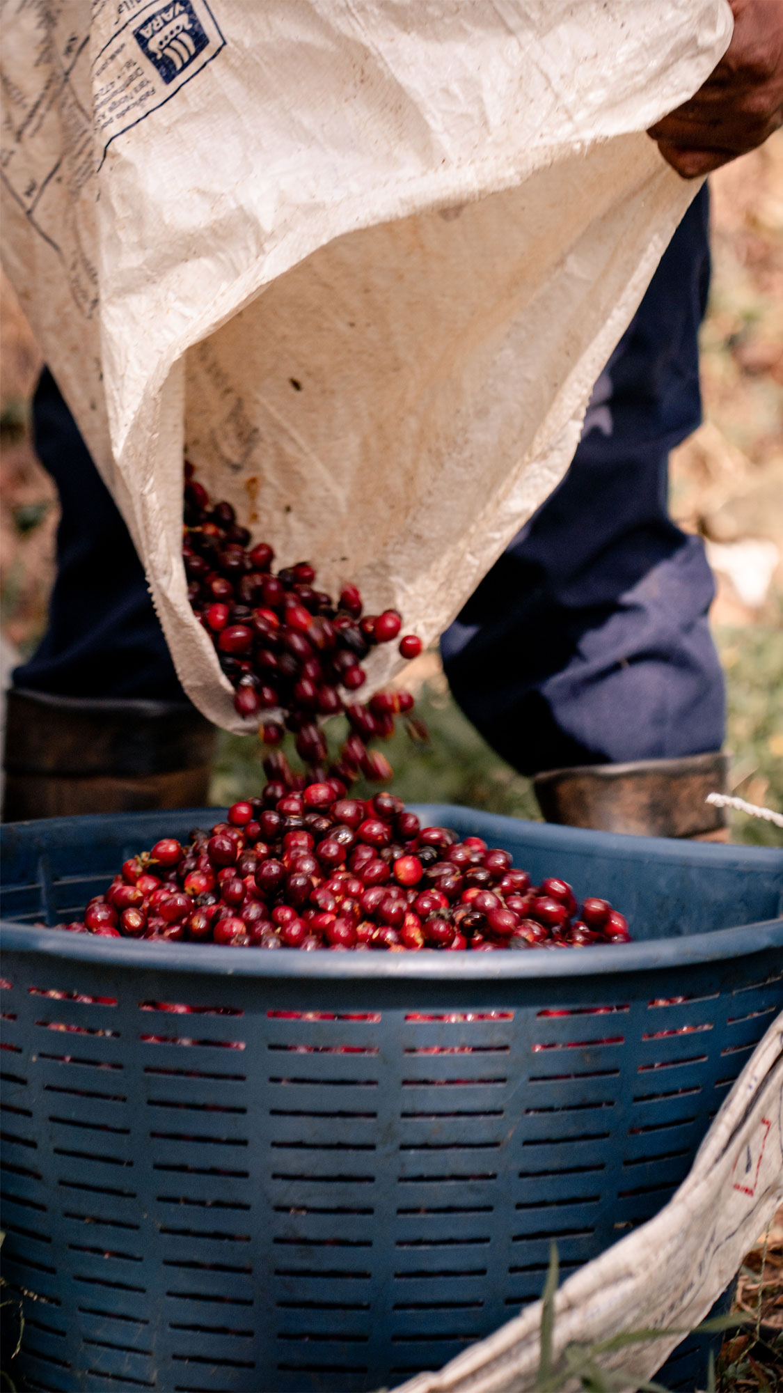 Coffee cherries going into a bucket