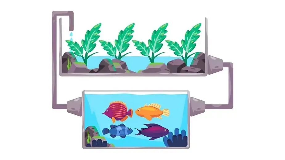Aquaponics Farming.webp
