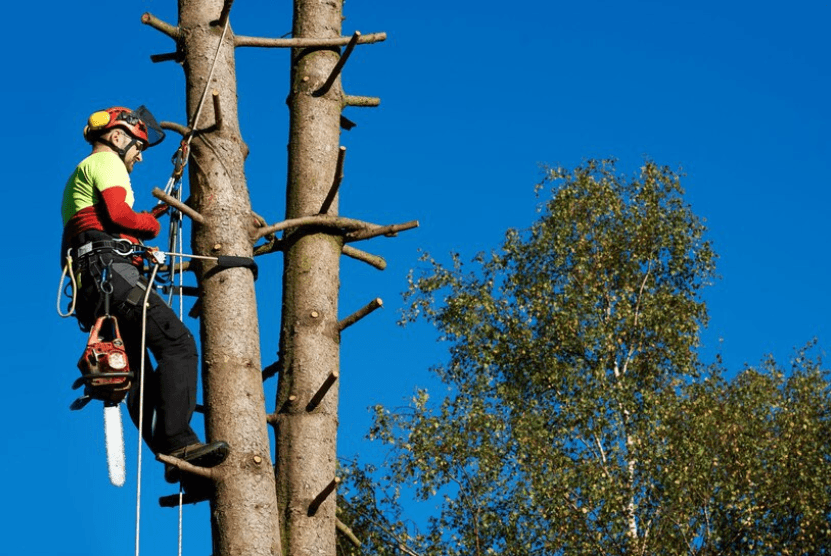 Professional Tree Trimming Service - Betzy Tree Care