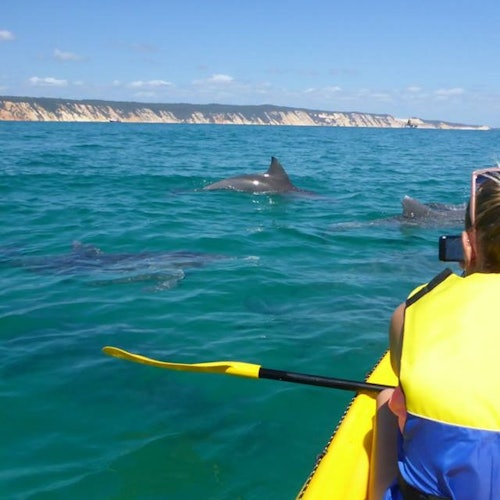 Noosa: Day Tour with Dolphin View, Sea Kayak & Beach 4x4 Adventure tickets