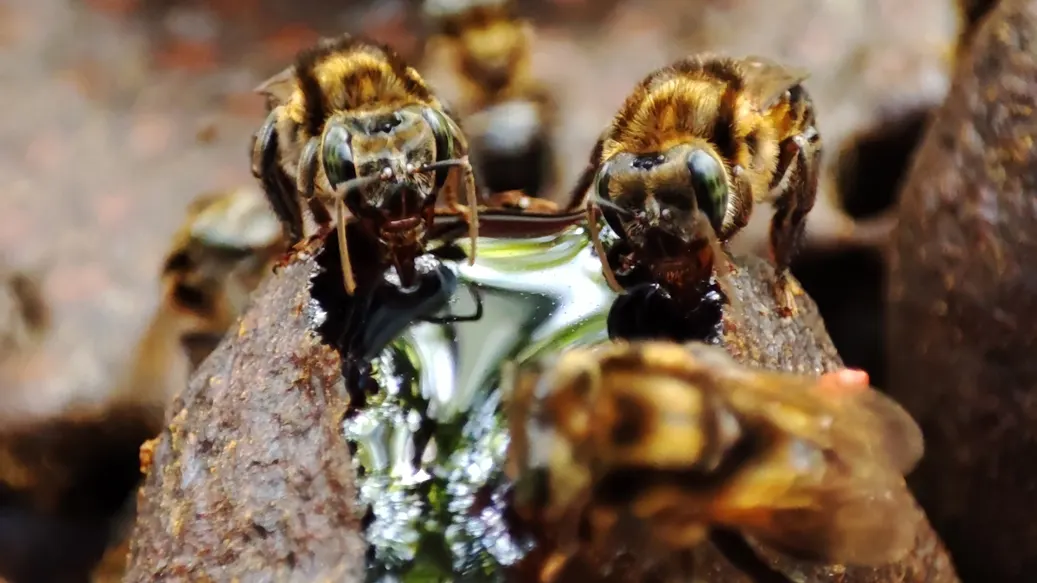 Abelhas sem ferrão.
