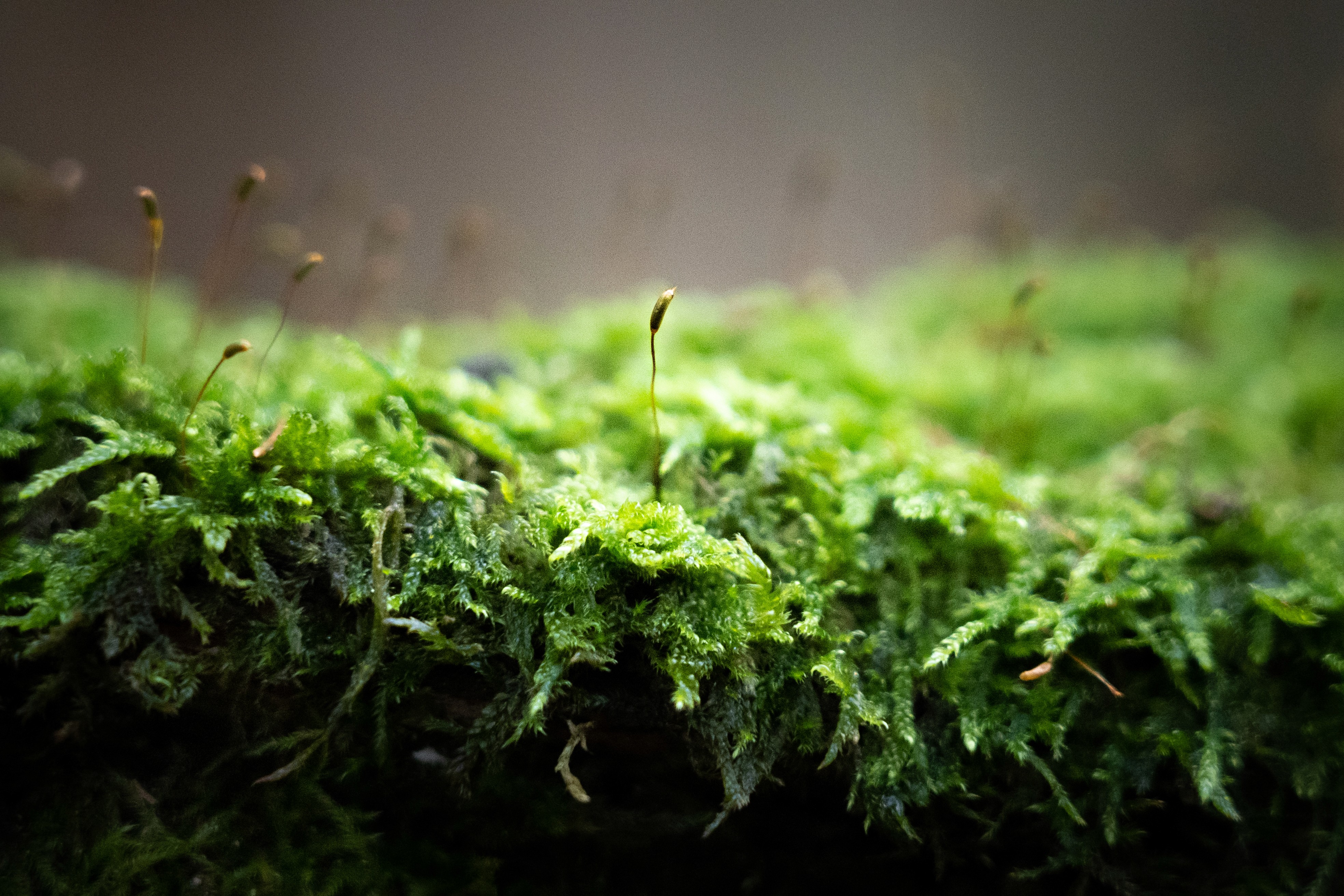 Nahaufnahme von leuchtend grünem Moos auf einer dunklen Oberfläche, das die Textur und Details hervorhebt.