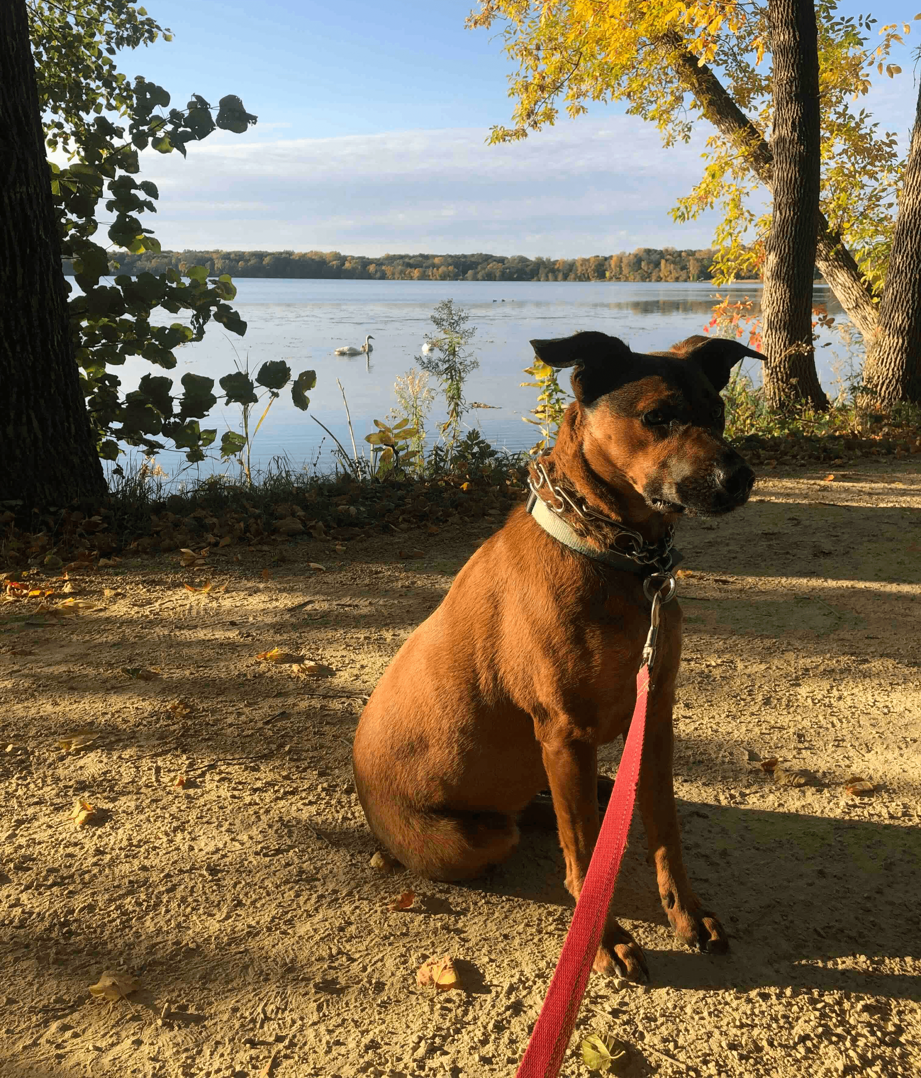 Walking dog near pleasant lake North Oaks