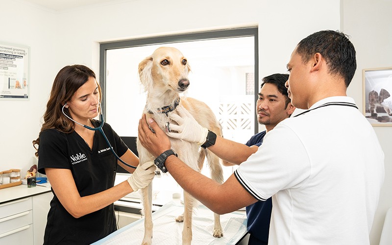 Noble Vet Clinic, Dubai