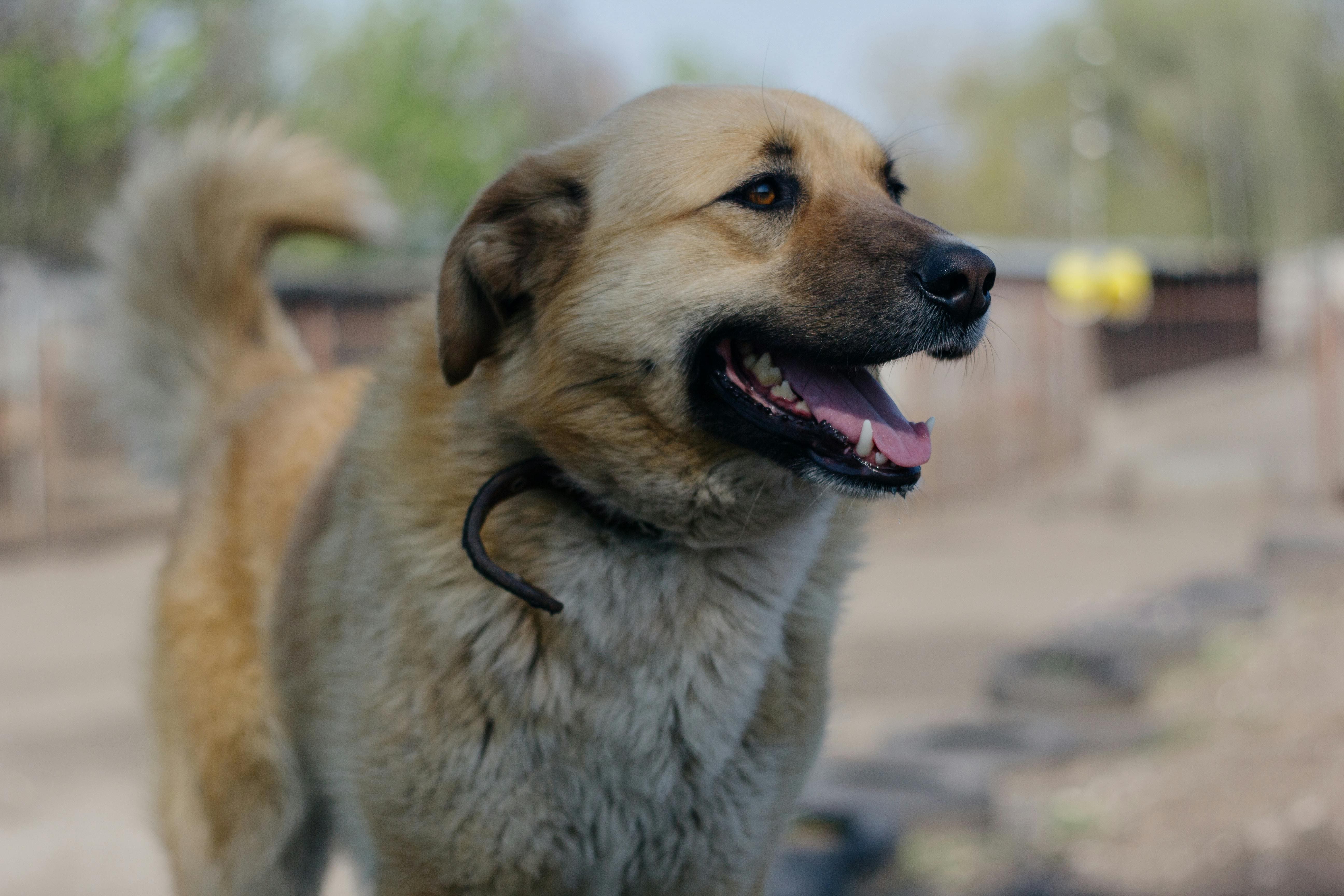 An Anatolian Shepherd is smiling and looking closely at something.