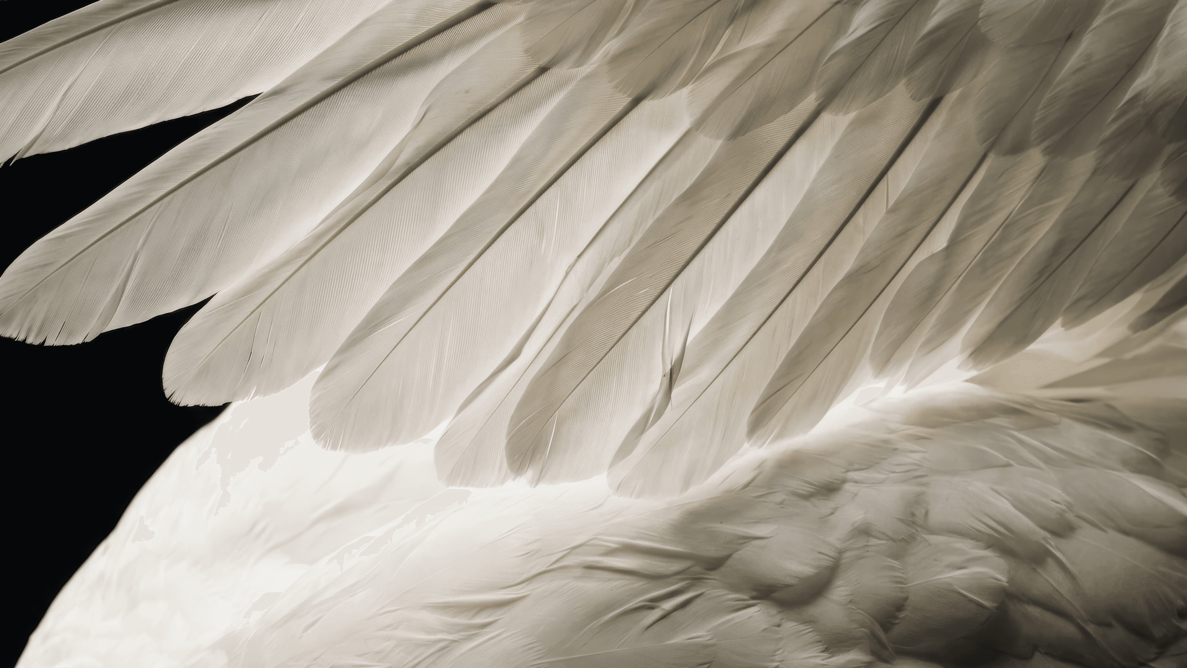 Macro detail of white swan feathers, highlighting the delicate and fragile organic textures.