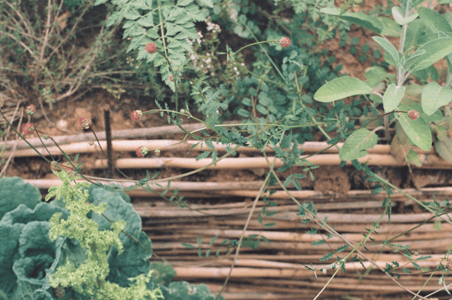 Plantas creciendo sobre la estructura de cañas de Valle