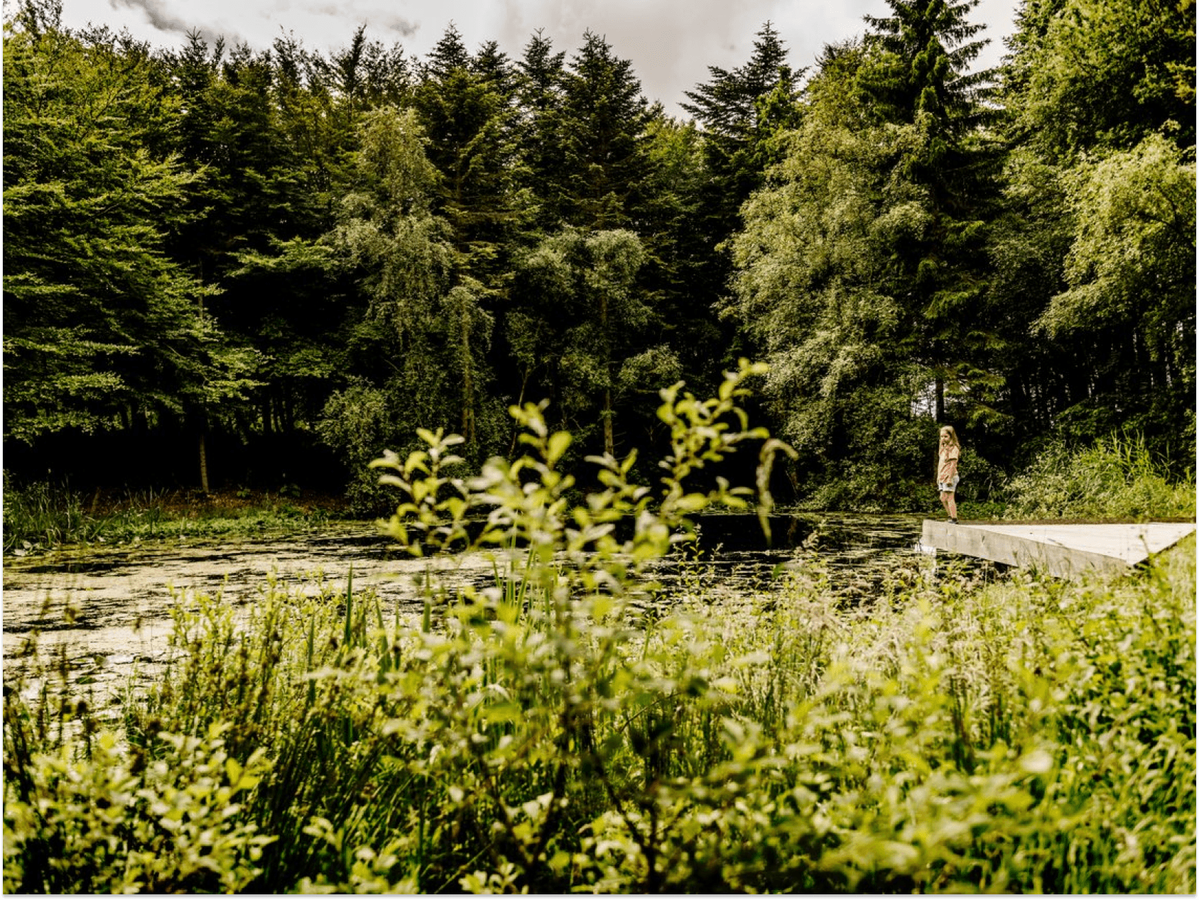 A green forest by the lake