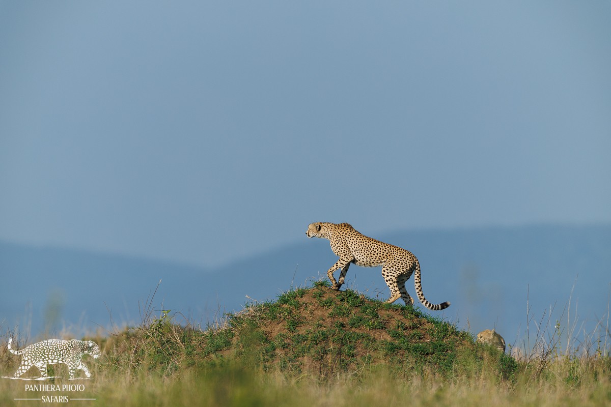 Cheetah on termite mound