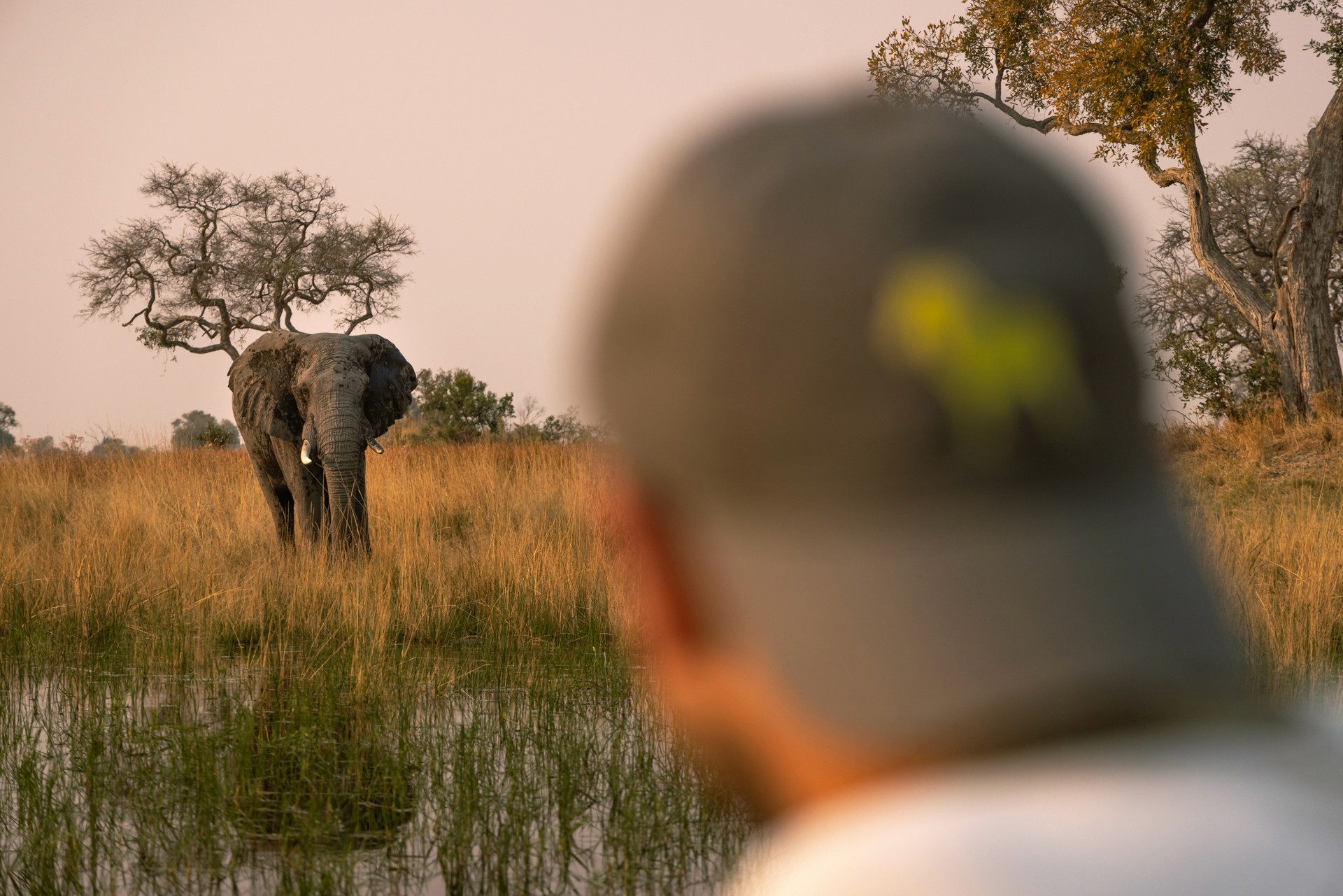 Kujwana Delta Ride, Okavango Delta, Botswana. En man nära kameran blickar ut över en elefant som står i gräset och tittar mot honom.