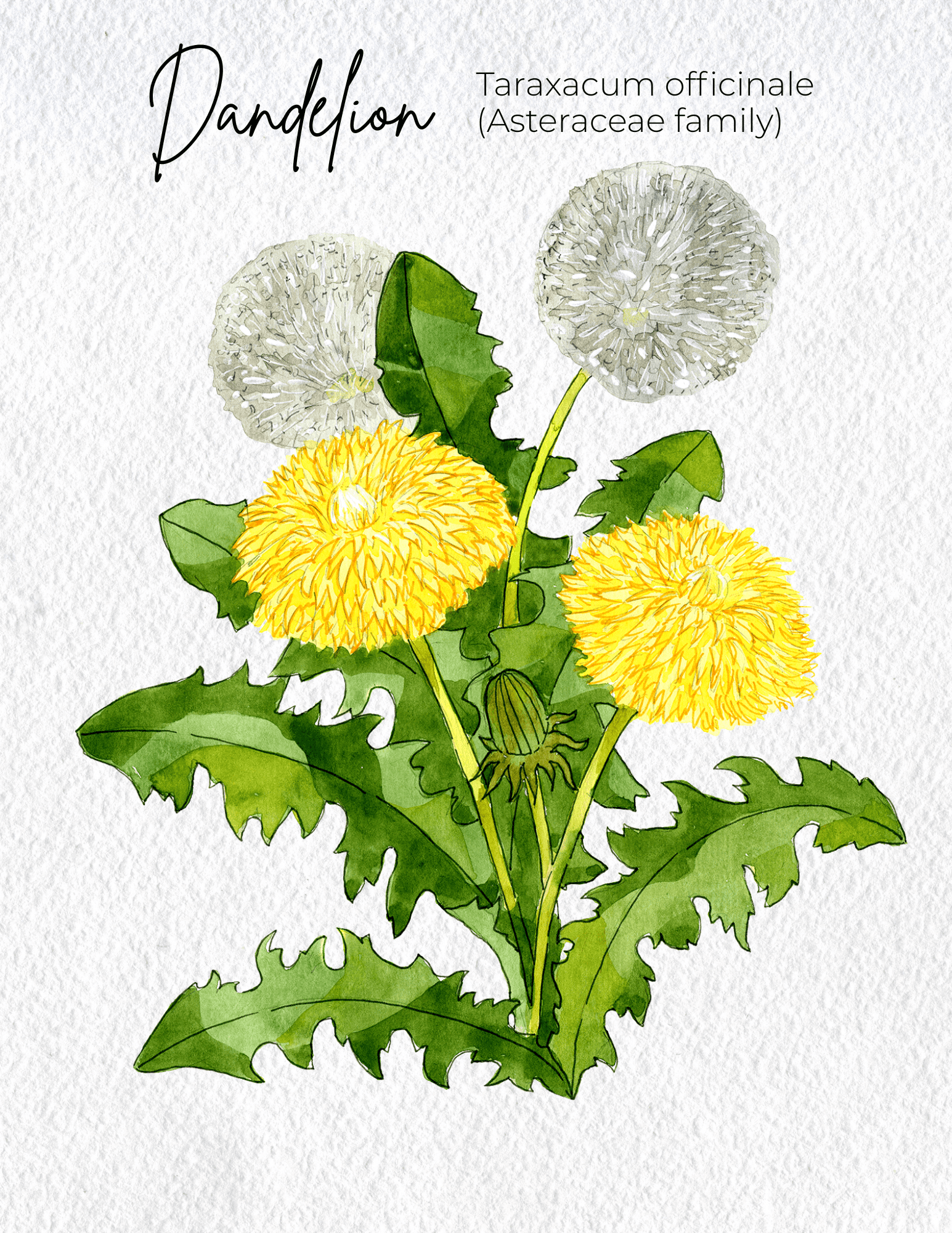 Dandelion Materia Medica