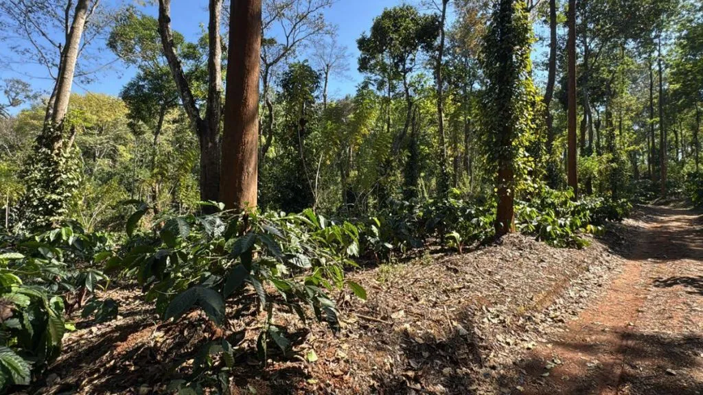 Virajpet Coffee Plantations