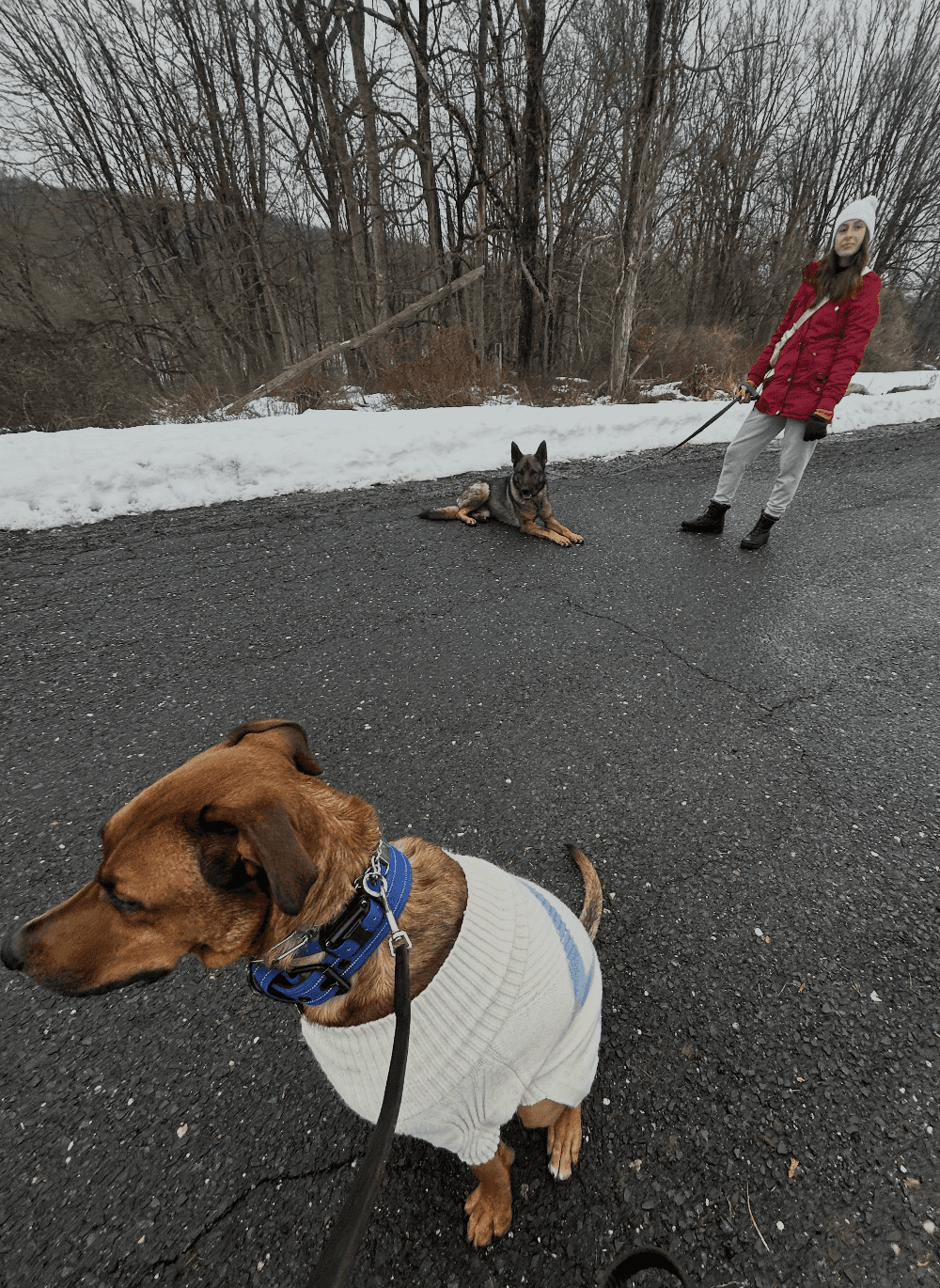 Megan Lowell training a dog.