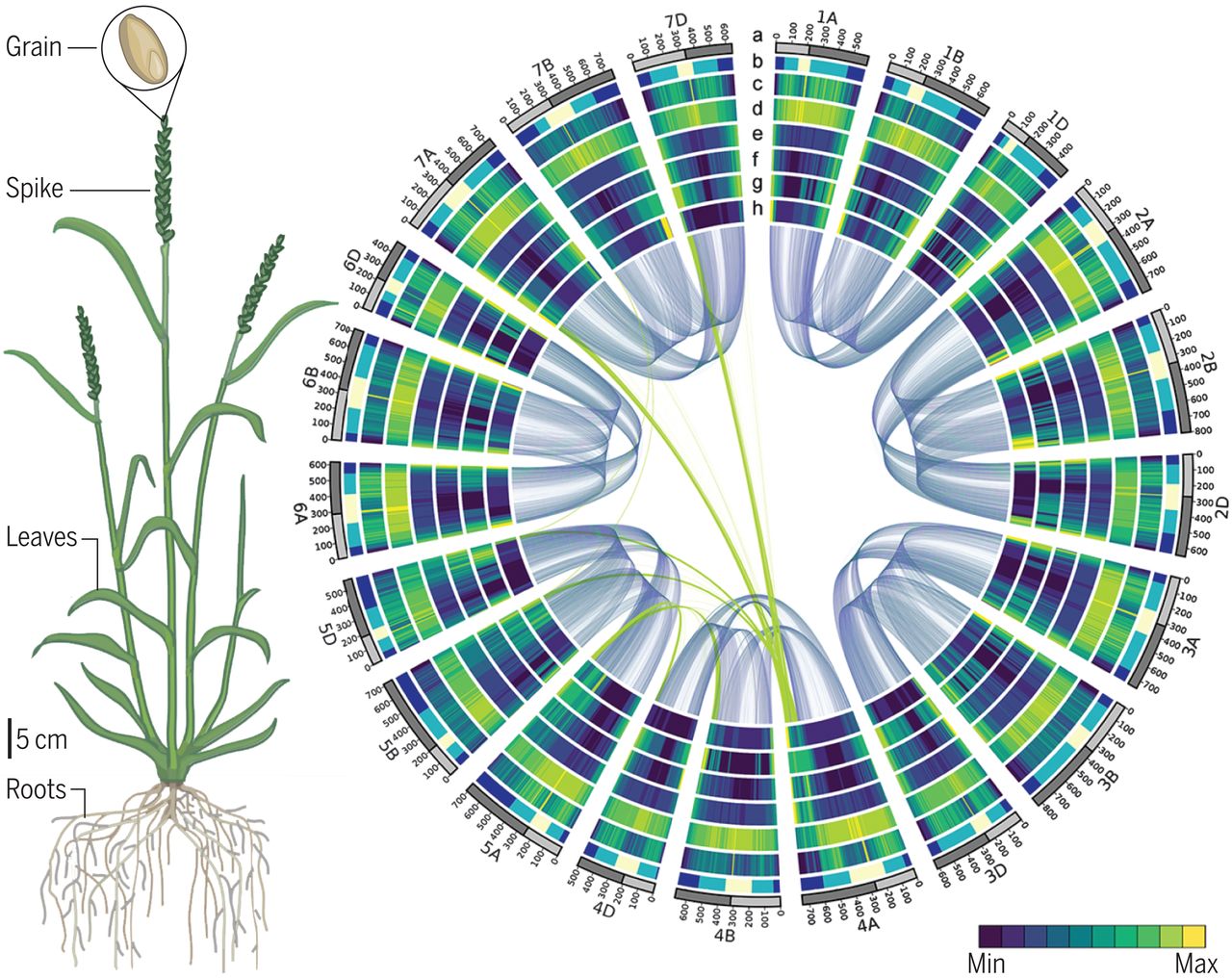 a stalk of wheat and a green, blue, and purple circular genome