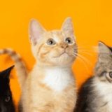 small cats over a yellow drop in the background