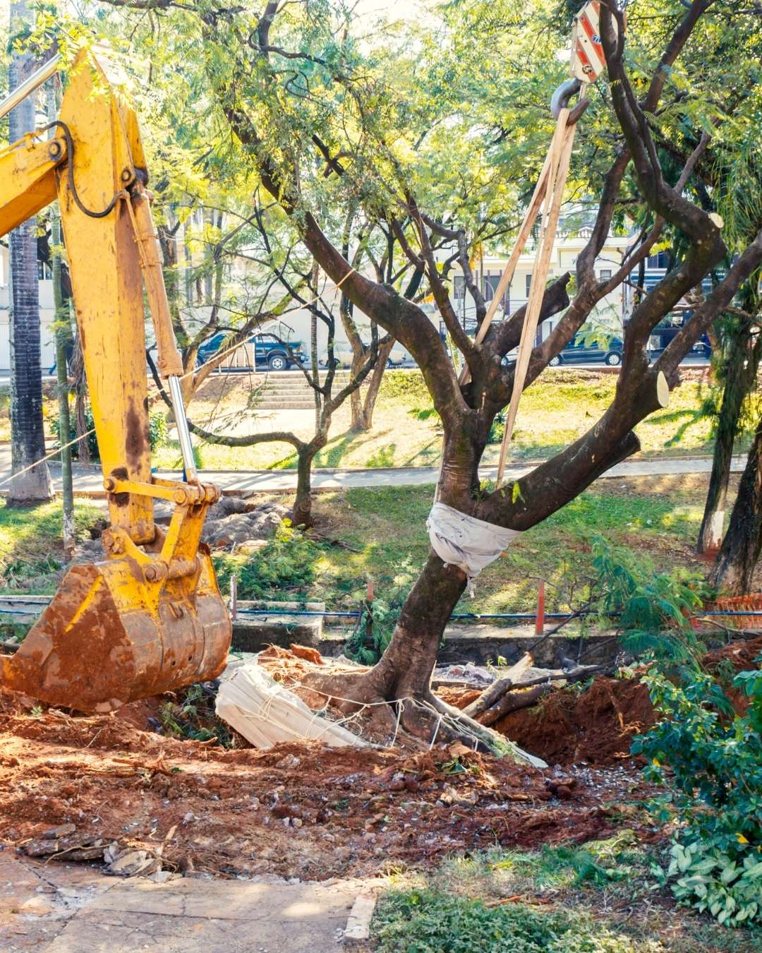 Tree Removal Services