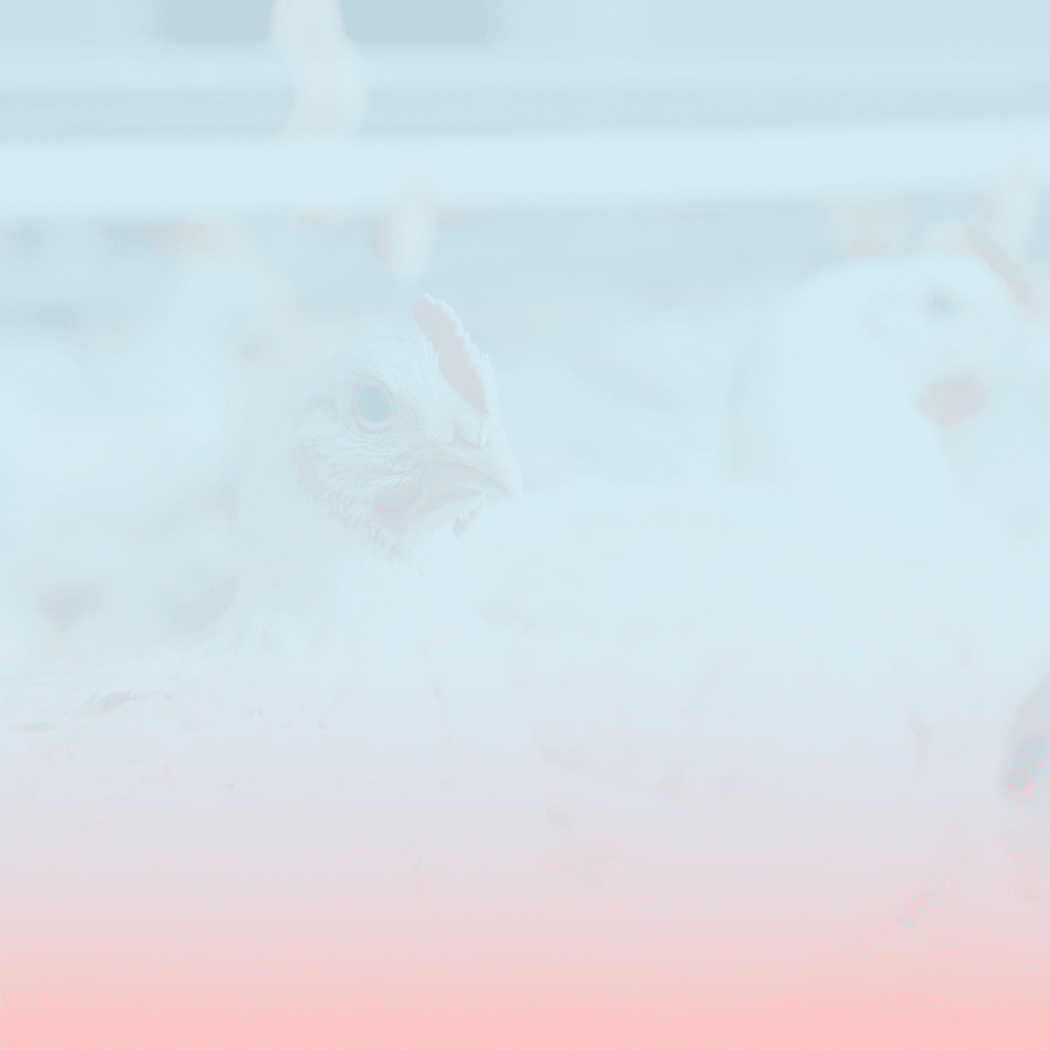 Broiler Farm Header