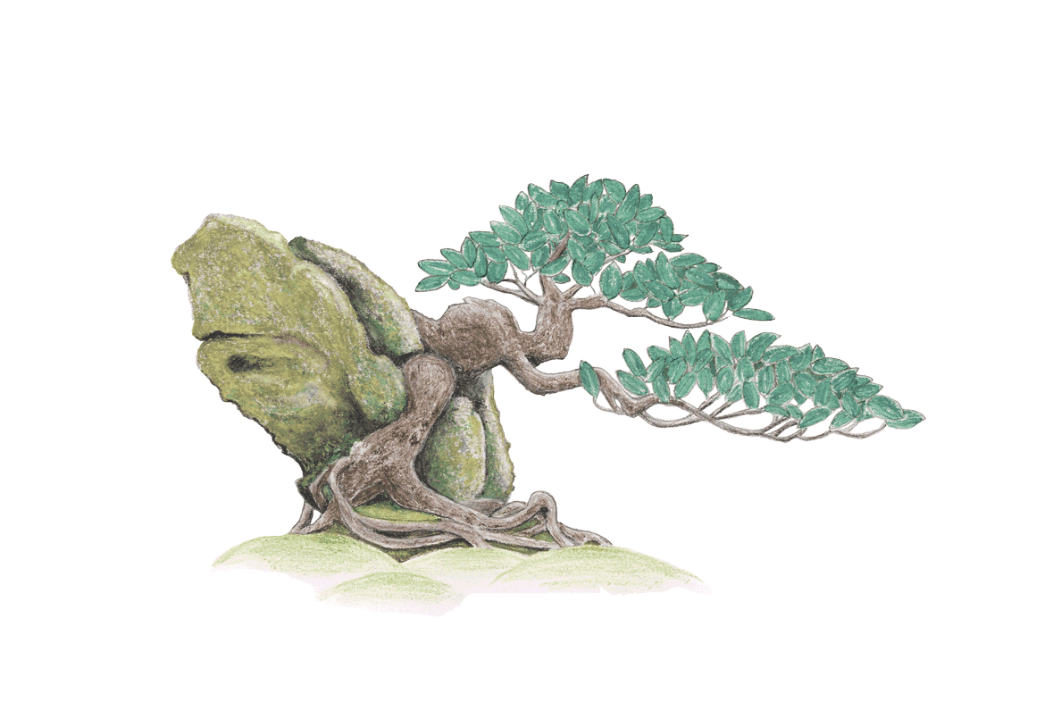 tekening van een bonsai boom