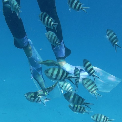 沙塔雅海豚潟湖