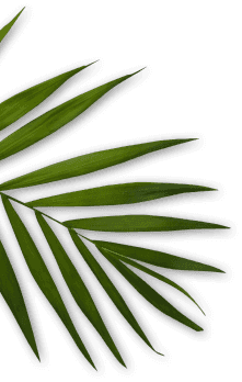 Element ozdobny na stronie Belleza Beauty Rzeszow