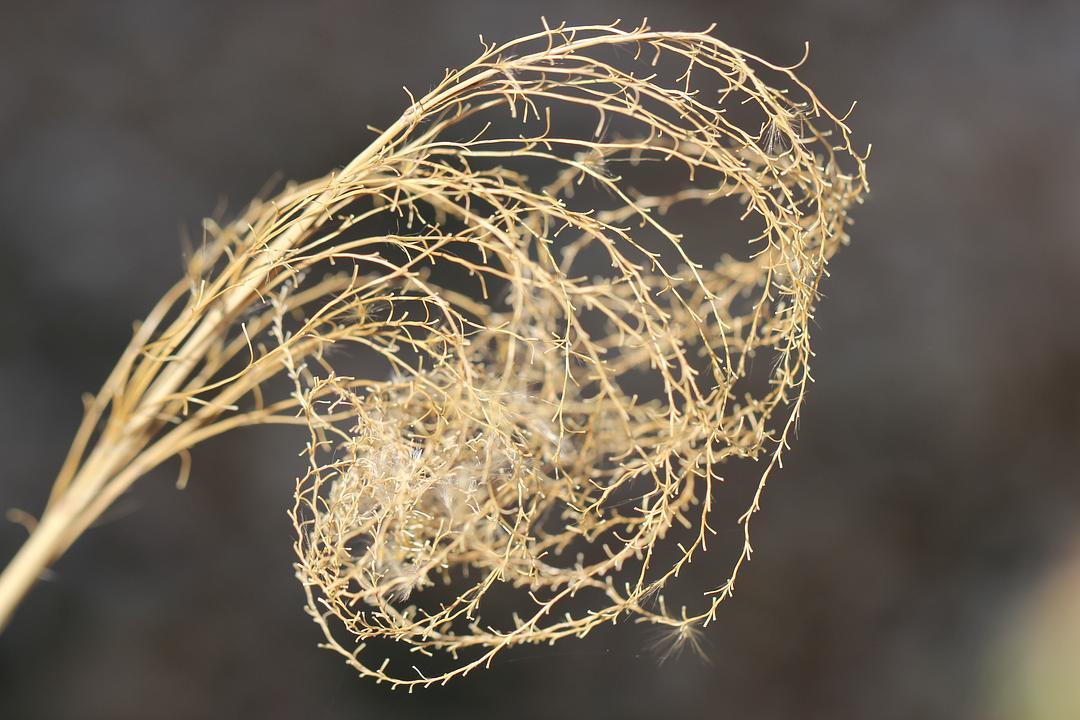 Shoshannah-Phoenix-Be