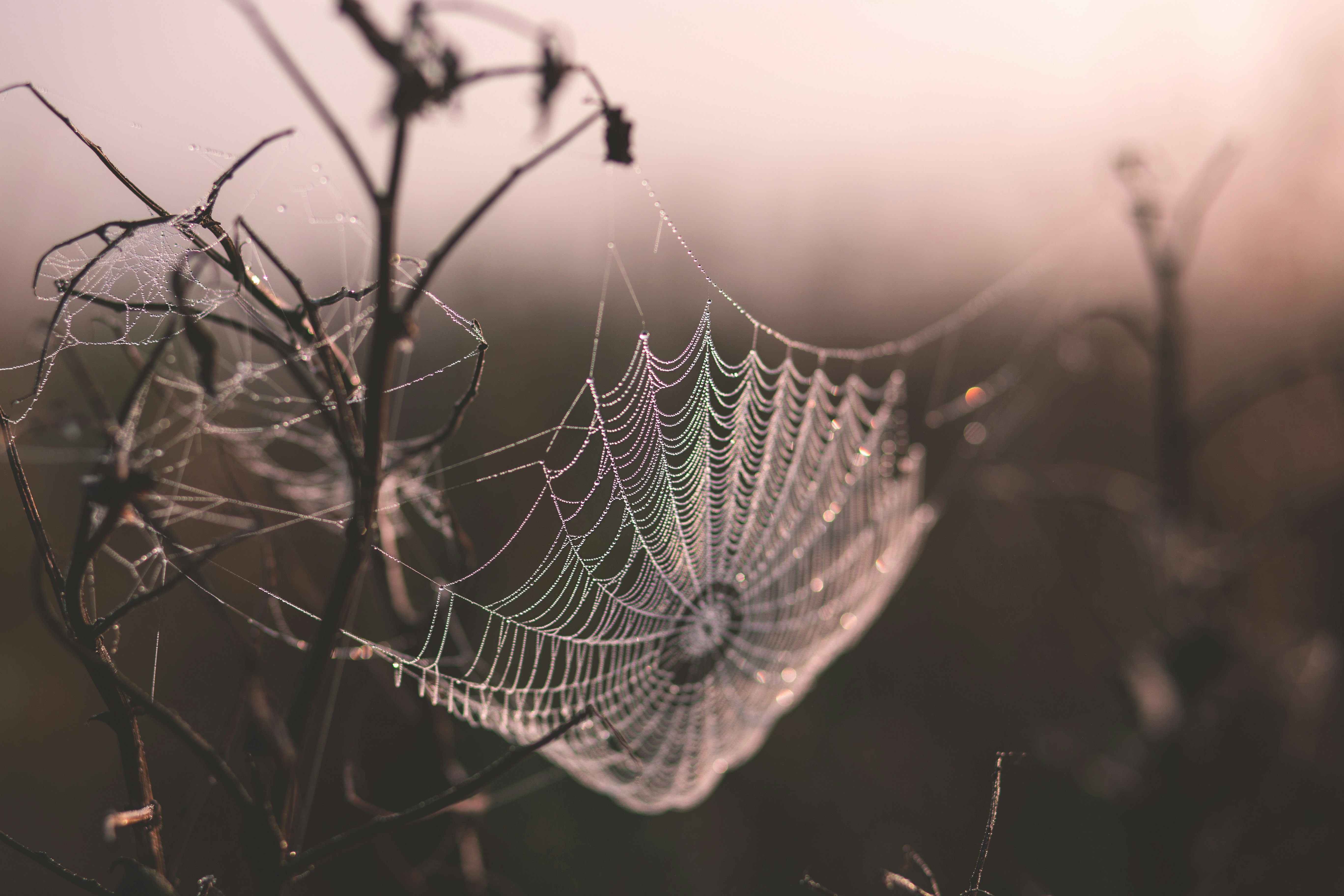 Detailed view of a delicate spiderweb woven between two tree branches, glistening in the light