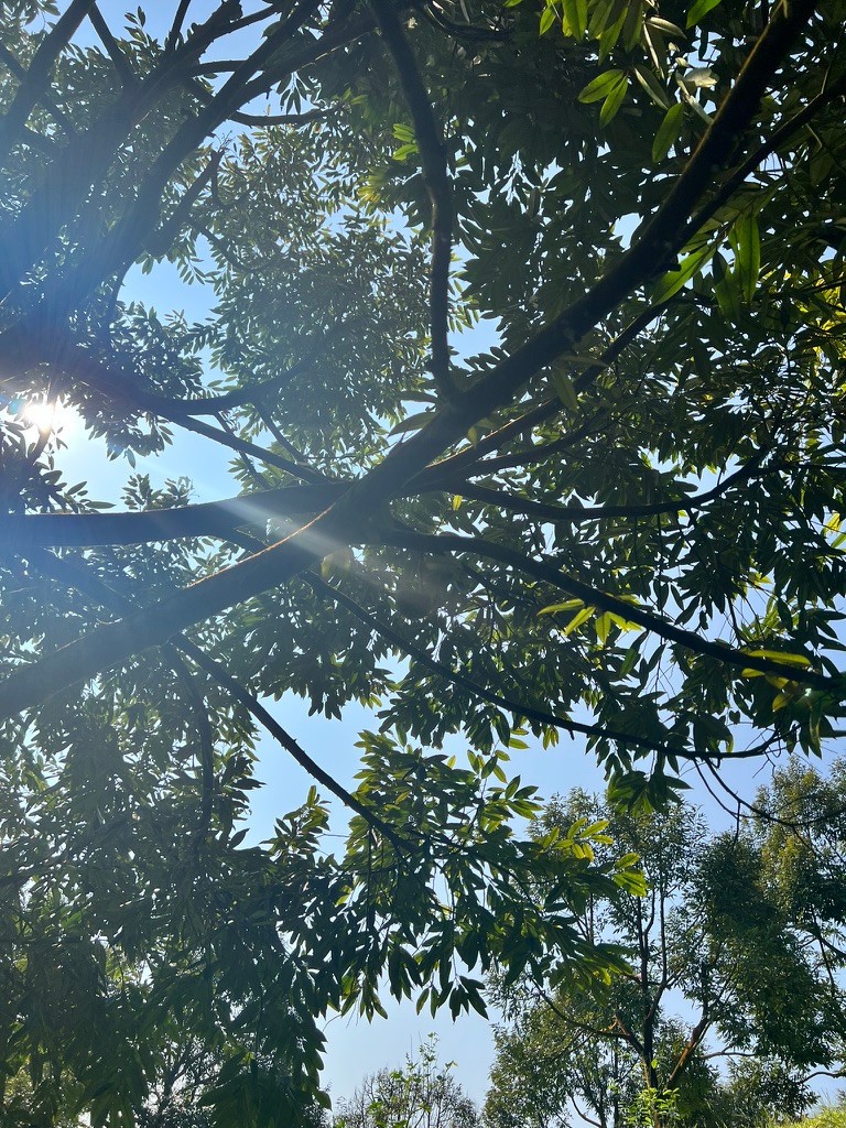 Durian tree canopy in sunlight
