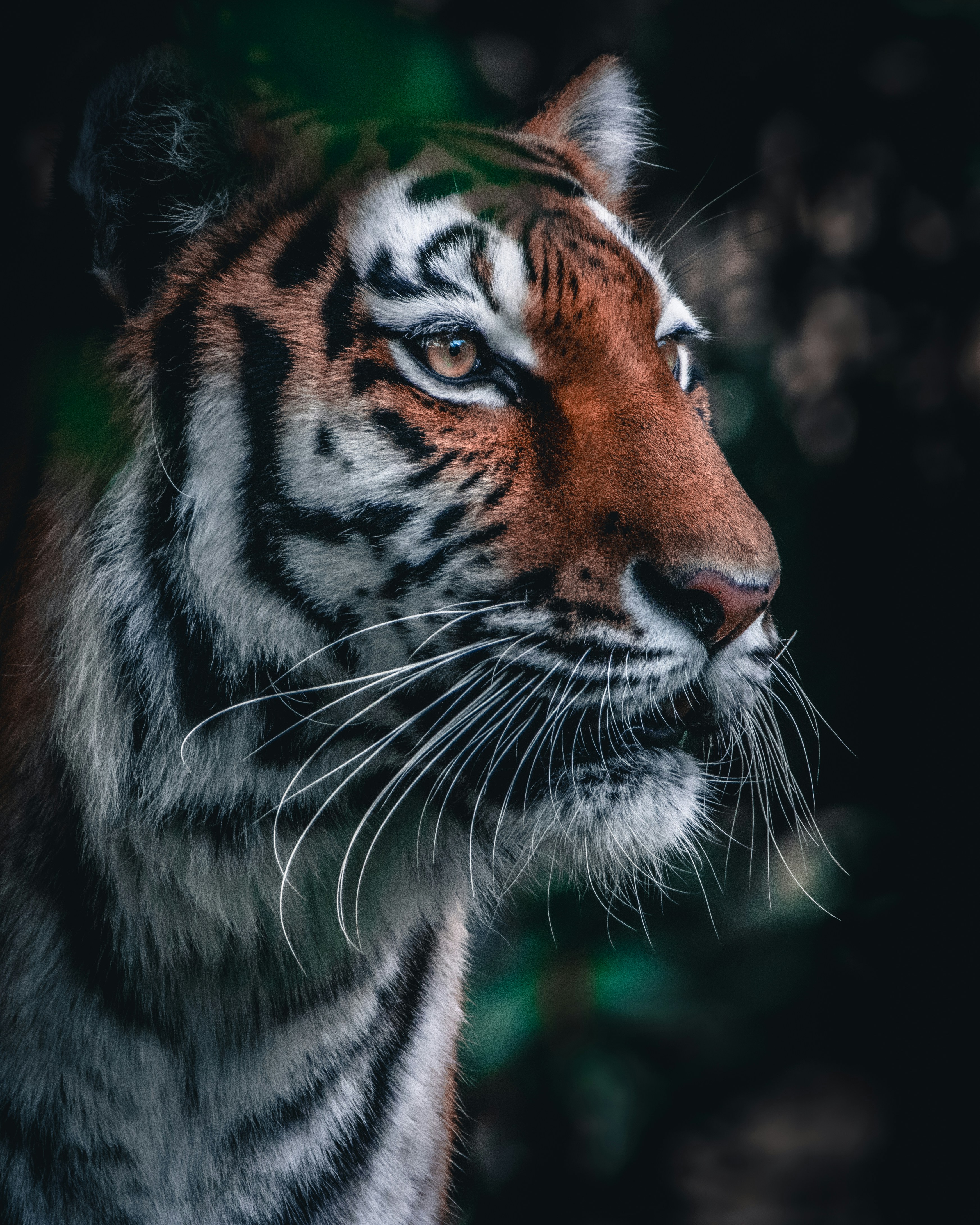 brown and black tiger in close up photography