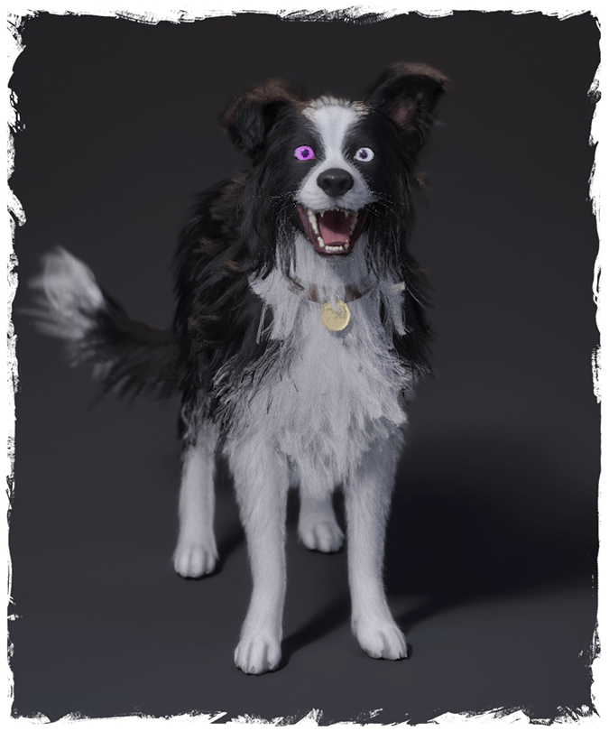 Duke, a young border collie