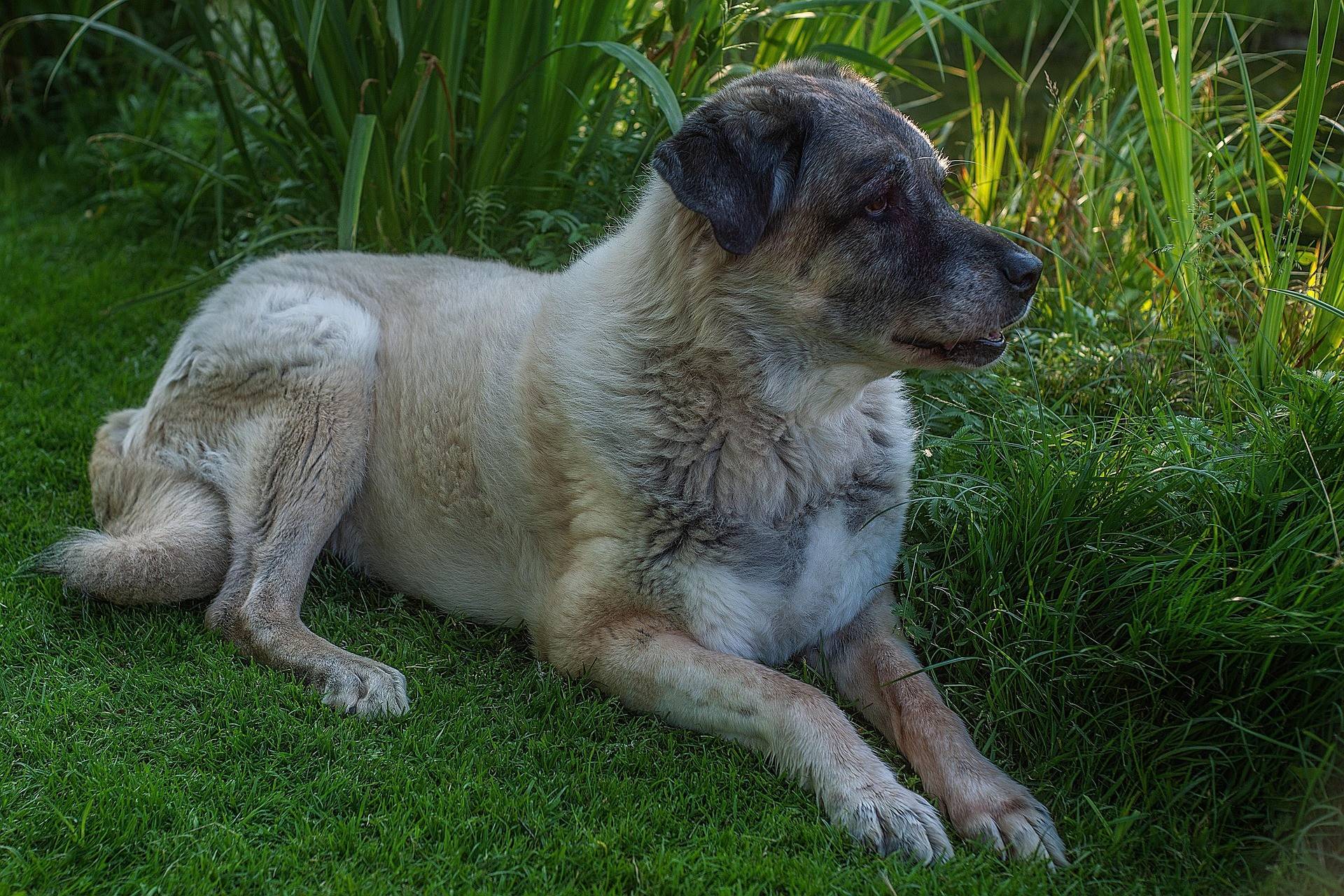 Kangal Distinct Habits