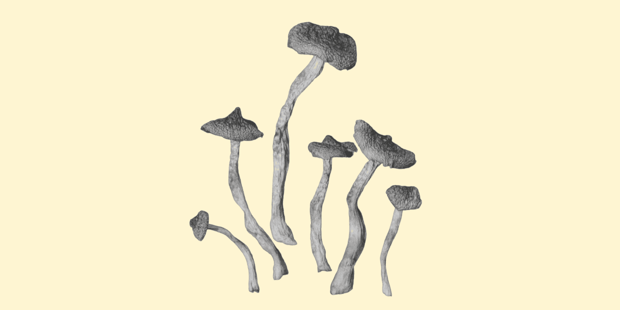 how to find a psychedelic guide
