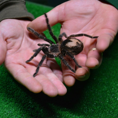 Persona sosteniendo una gran tarántula con ambas manos sobre una superficie verde.