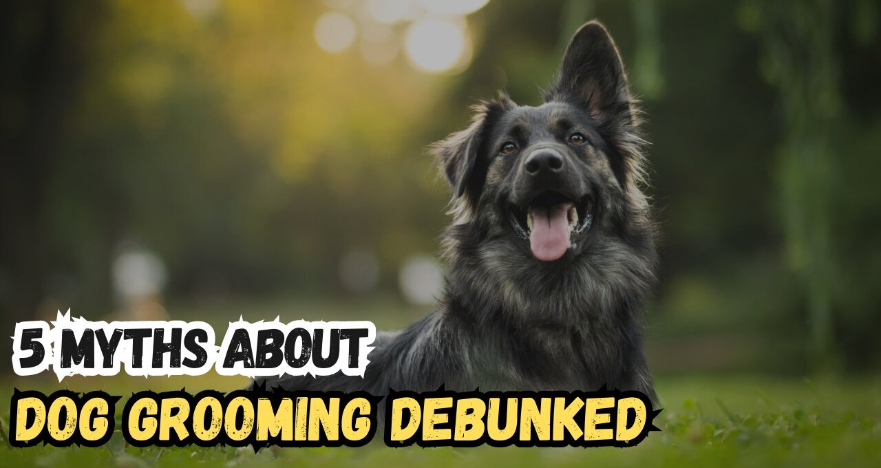 Myths About Dog Grooming Debunked