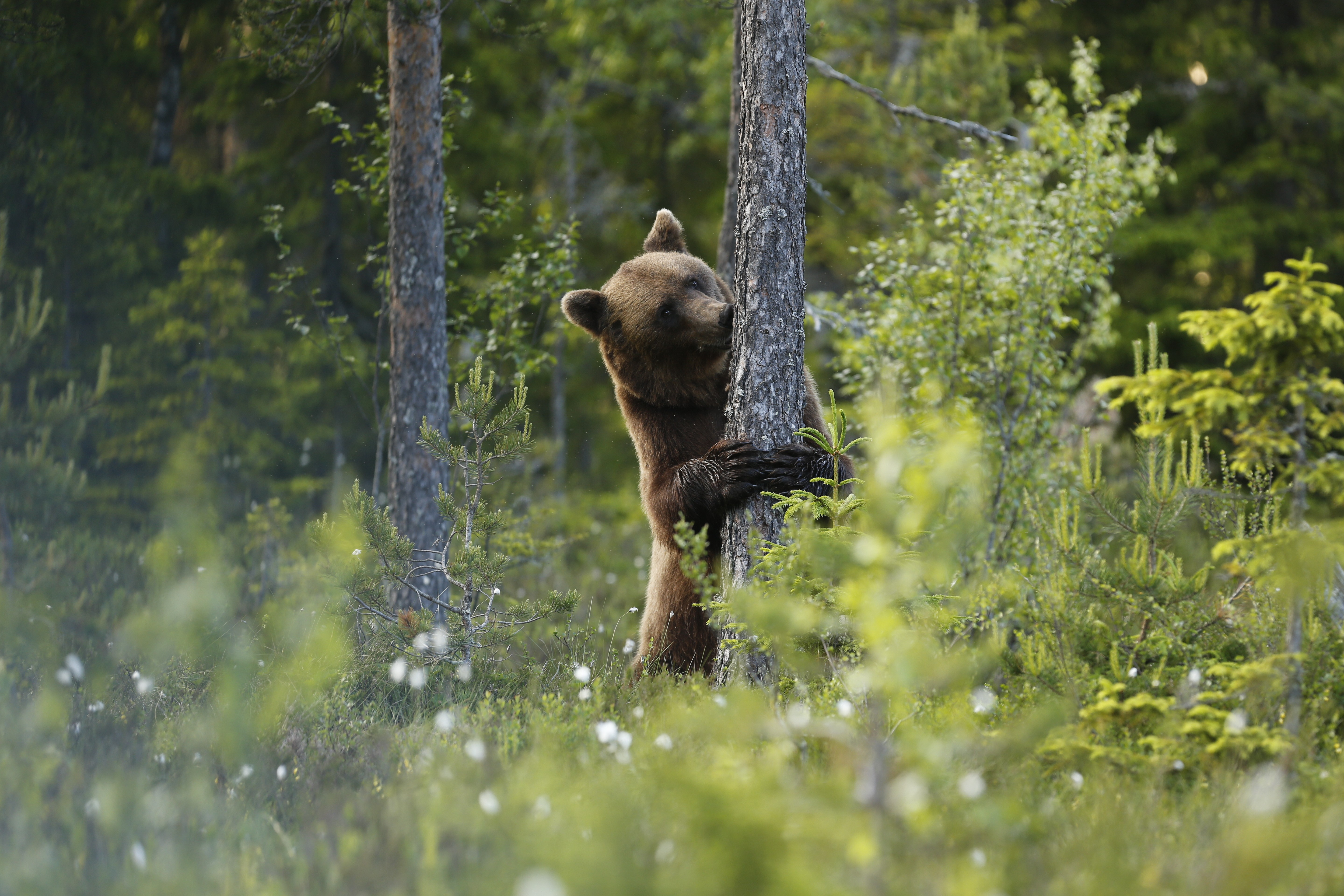 Brown bear hugging a tree in Finnskogen, Hälsingland