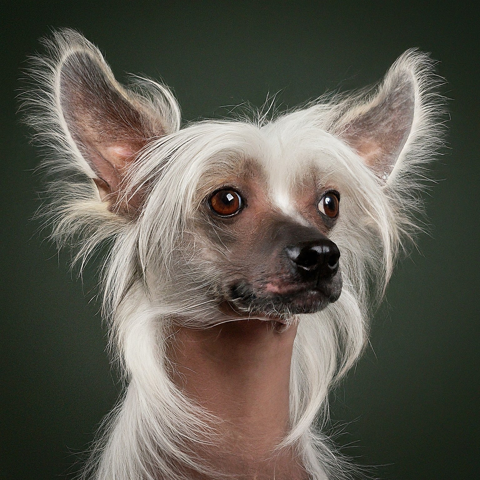 BUDDYUNO, Chinese Crested