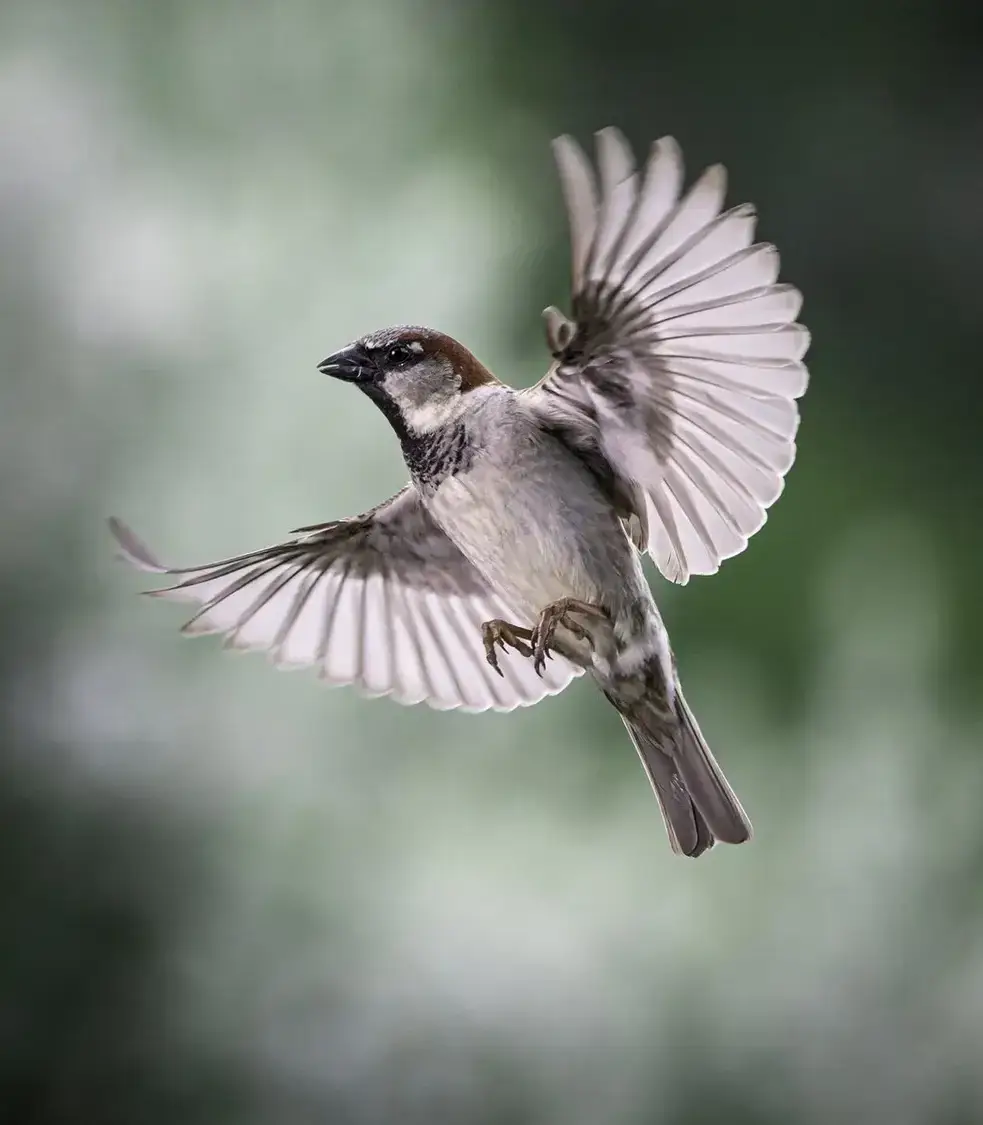 Striking Portrait with Bold Expression