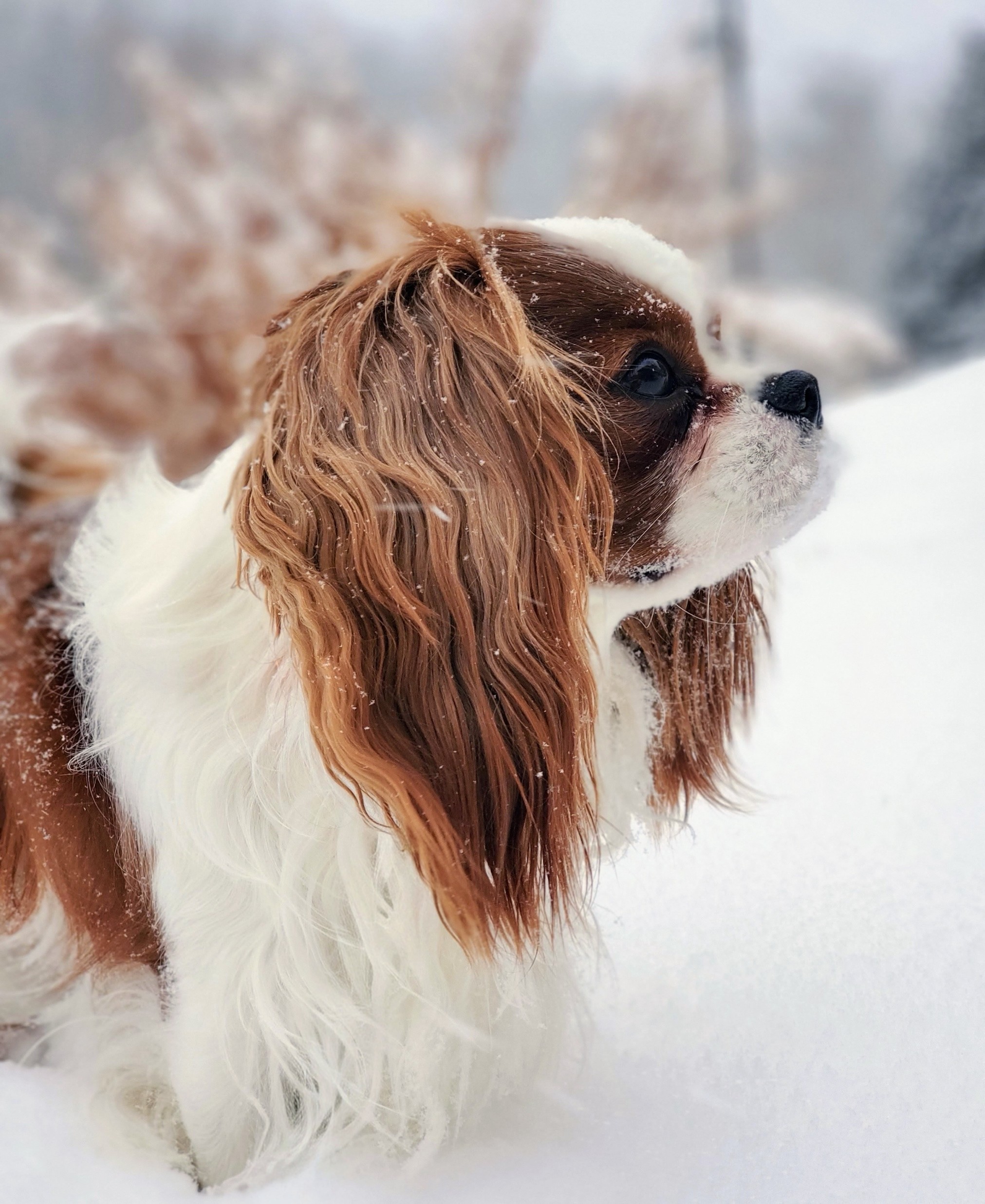 King’s Wishes Cavalier King Charles Spaniel