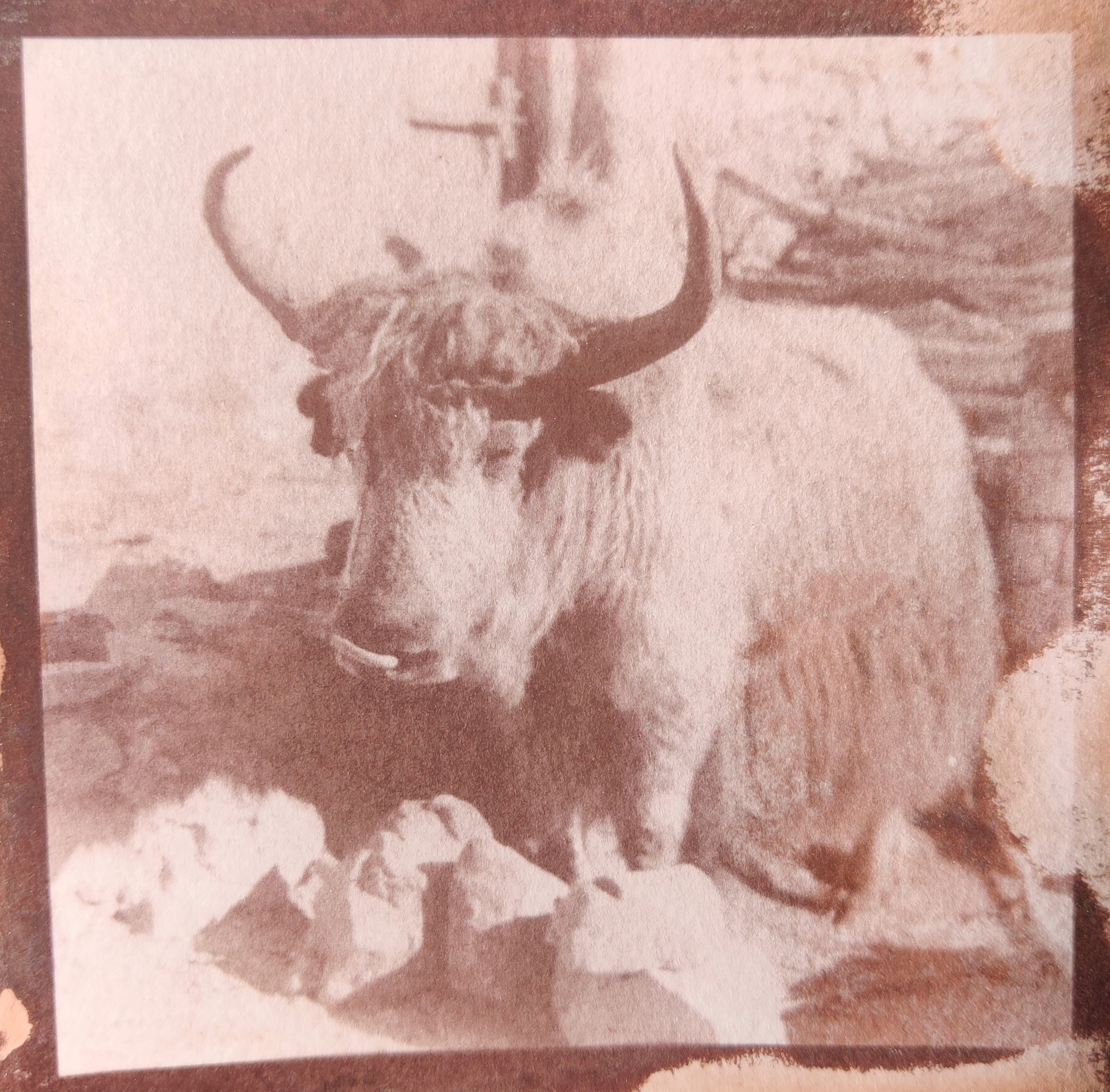 herd of sheep on road painting