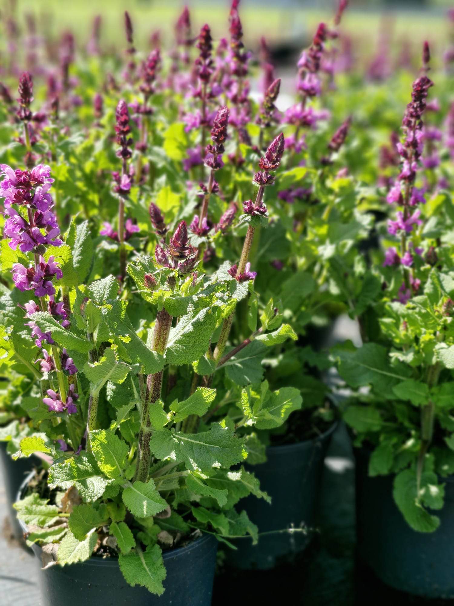 Bas Kwekerij De Weet