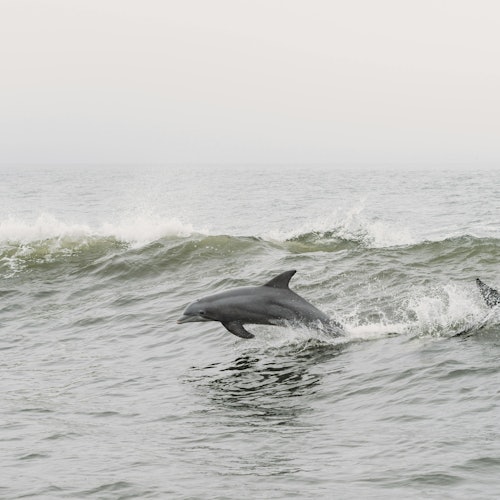票价：塔里法：从塞维利亚出发的海豚和鲸鱼观赏之旅门票