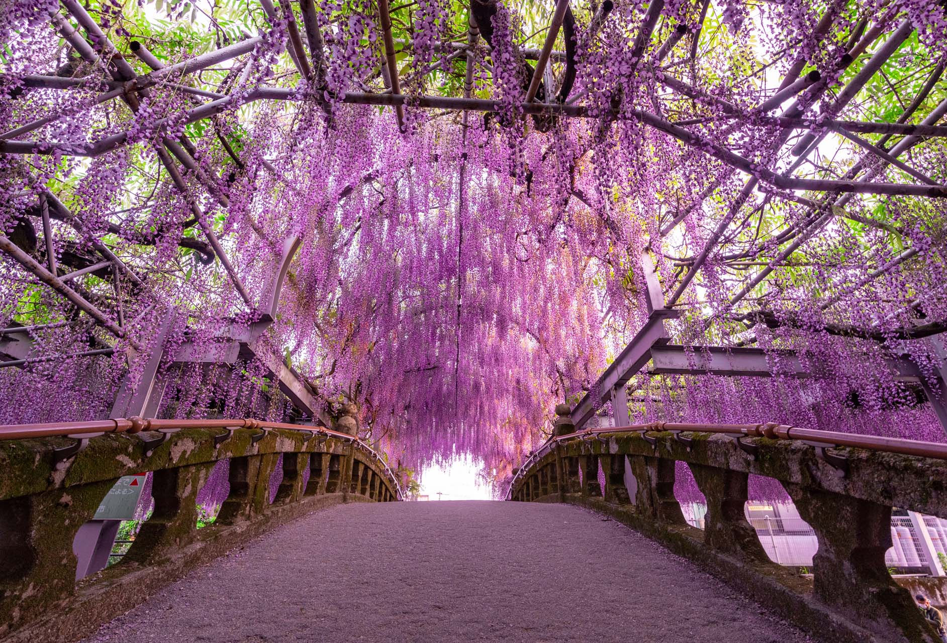 Japan-Canada Research and Policy Network