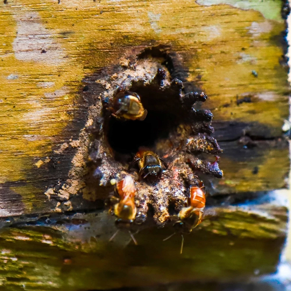 Abelhas entrando em uma melgueira.